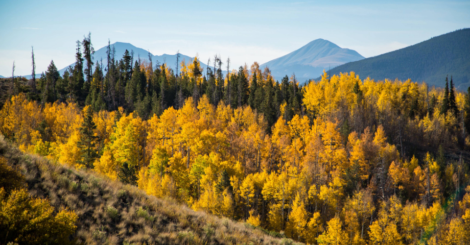 Scenic image of autumn colors with mountains in the background